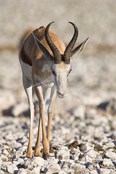 Springbok mannetje lopend Etosha NP Namibie, Springbok male walking Etosha NP Namibia stock-image by Agami/Wil Leurs,