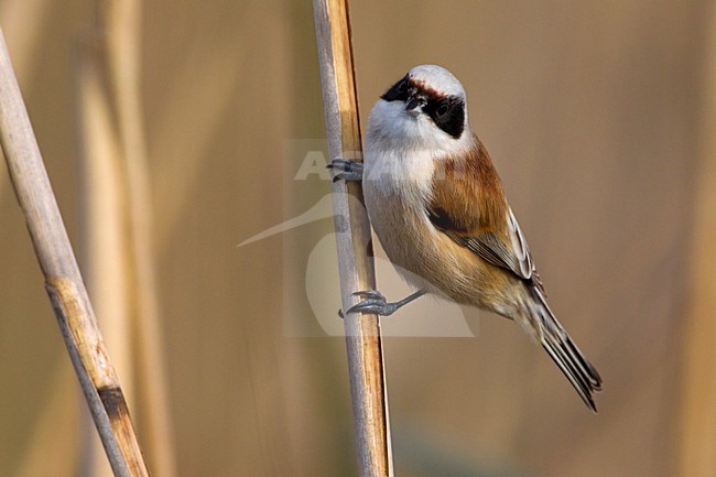 Volwassen mannetje Buidelmees; Adult male Eurasian Penduline Tit stock-image by Agami/Daniele Occhiato,