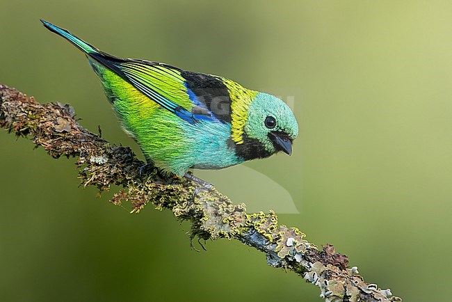 Green-headed Tanager (Tangara seledon) perched on a branch in the Atlantic Rainforest of Brazil. stock-image by Agami/Glenn Bartley,