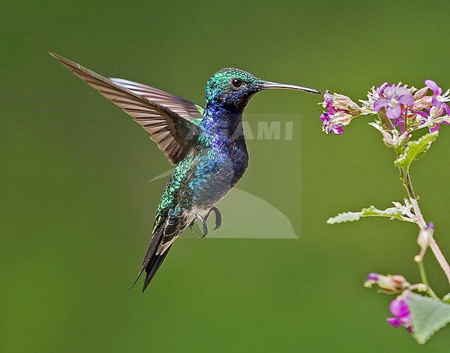 Sapphire-bellied Hummingbird, Amazilia lilliae, hovering to feed at a pink flower on edge of mangroves along Colombian coast - Endangered species stock-image by Agami/Andy & Gill Swash ,