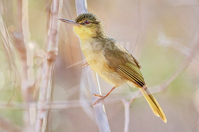 Long-billed Bernieria (Bernieria madagascariensis) in Kirindy Forest Reserve, Madagascar stock-image by Agami/Tomas Grim,