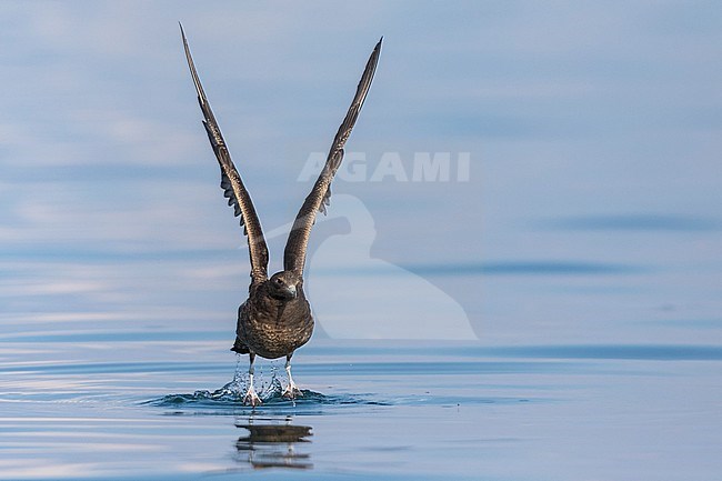 First-winter Arctic Skua (Stercorarius parasiticus) on an inlake lake in Germany (Baden-Württemberg). Taking off from the water surface. stock-image by Agami/Ralph Martin,