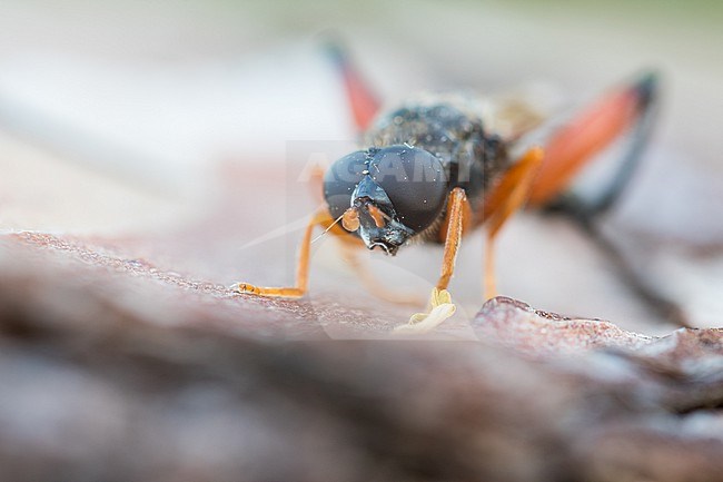 Chalcosyrphus femoratus, Germany (Baden-Württemberg), imago, male stock-image by Agami/Ralph Martin,
