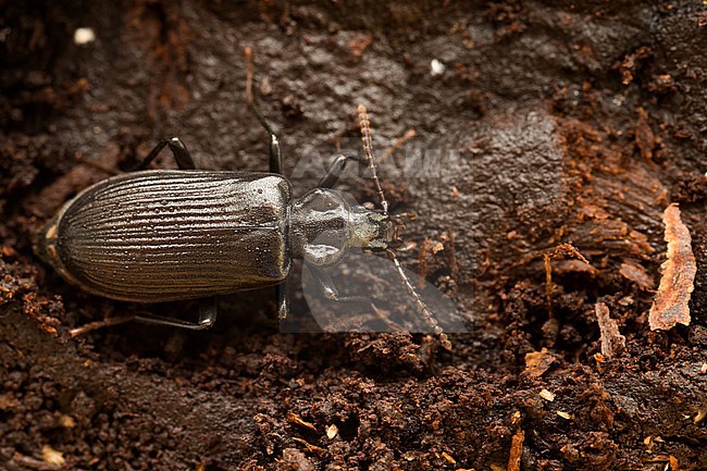 Pytho kolwensis, Finnland, imago stock-image by Agami/Ralph Martin,