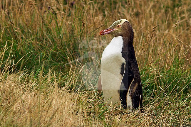 Geeloogpinguin, Yellow-eyed Penguin stock-image by Agami/Jacob Garvelink,