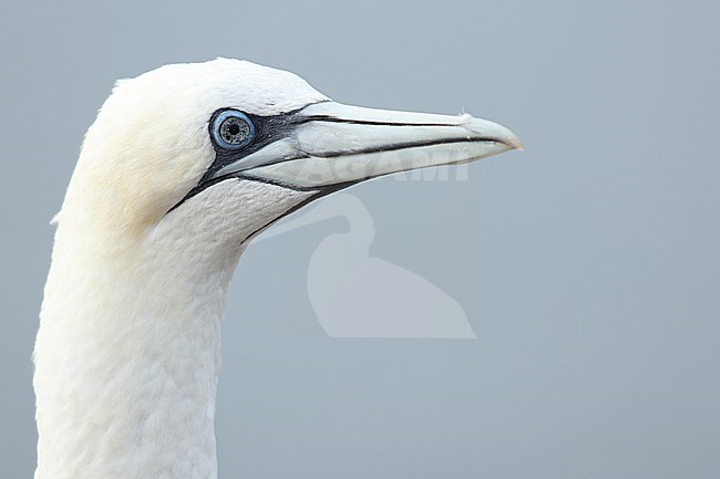 Portrait of an adult Northern Gannet (Morus bassanus) at Helgoland in Germany. Picture was made after the great Avian Influenza outbreak in 2022. The bird shows black spotted eyes probably indicating an infection with Avian Influenza / H5N1. stock-image by Agami/Mathias Putze,