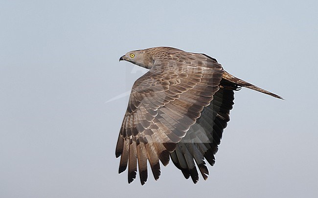 European Honey Buzzard, Pernis apivorus, migrating adult male at Hyllekrog, Denmark stock-image by Agami/Helge Sorensen,