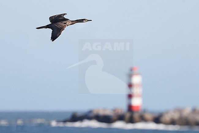 A European Shag (Phalacrocorax aristotelis) in its first winter plumage is seen flying by at eye level over the Zuidpier in IJmiuden. stock-image by Agami/Jacob Garvelink,