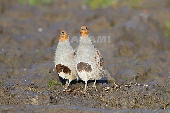 Grey Partridge, Perdix perdix family flock at agriculture field created for birds. Two birds front view facing forward looking into camera. stock-image by Agami/Menno van Duijn,