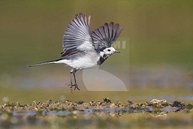 Adult White Wagtail (Motacilla alba) in Italy. stock-image by Agami/Daniele Occhiato,
