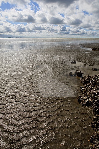 Laag water in de Westerschelde Nederland, Low tide at the Westerschelde Netherlands stock-image by Agami/Wil Leurs,