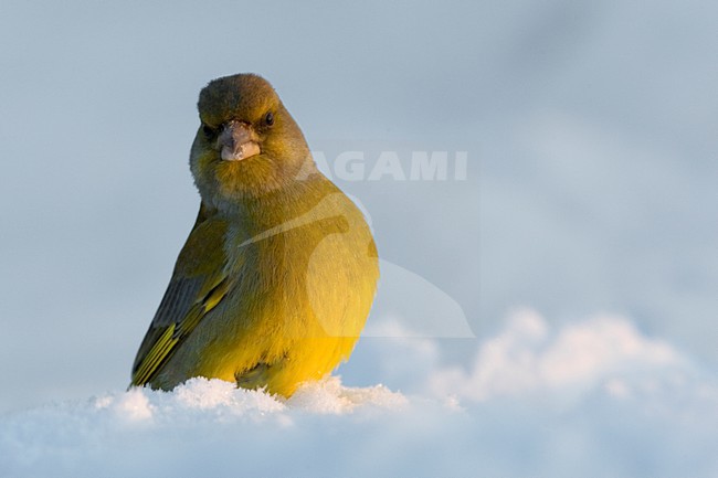 Mannetje Groenling in de sneeuw; Male European Greenfinch in snow stock-image by Agami/Daniele Occhiato,