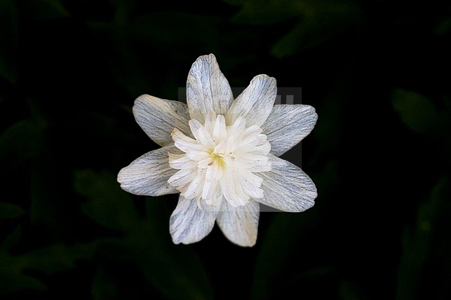 Double Windflower stock-image by Agami/Wil Leurs,