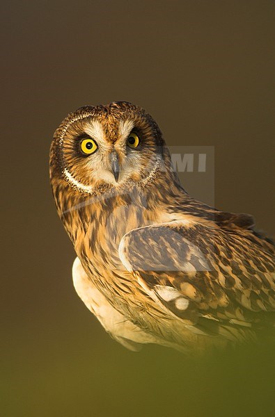 Velduil; Short-eared Owl stock-image by Agami/Danny Green,