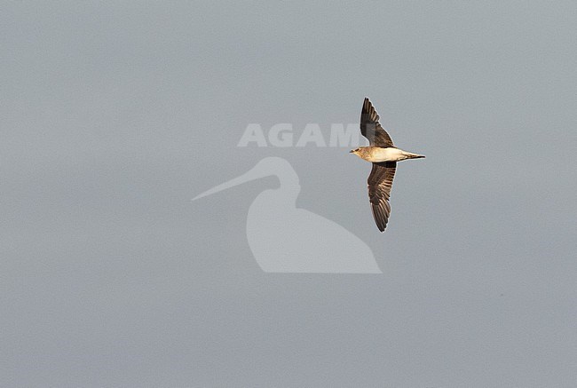 First-winter Black-winged Pratincole (Glareola nordmanni) in flight. Vagrant to the Netherlands. stock-image by Agami/Martijn Verdoes,