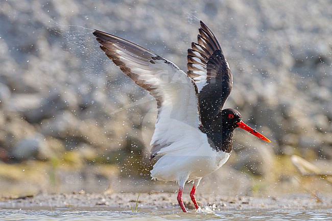  stock-image by Agami/Menno van Duijn,