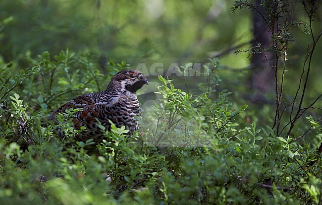 Hazelhoen, Hazel Grouse stock-image by Agami/Markus Varesvuo,