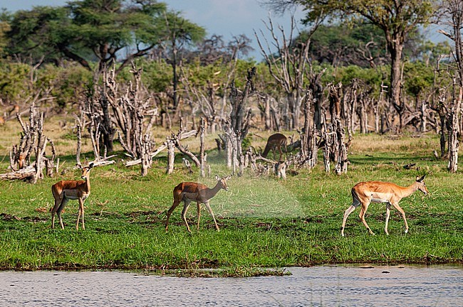 Impalas, Aepyceros melampus, walking along a waterway in the Okavango delta. Khwai Concession Area, Okavango, Botswana. stock-image by Agami/Sergio Pitamitz,