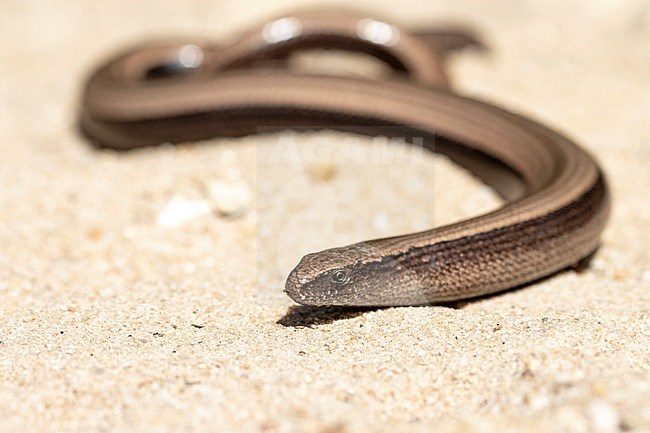 Slow Worm (Anguis fragilis) taken the 25/03/2022 at Avignon- France. stock-image by Agami/Nicolas Bastide,