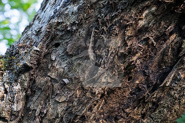 Saperda perforata - Gefleckter Pappelbock, Germany (Baden-Württemberg), bore holes stock-image by Agami/Ralph Martin,