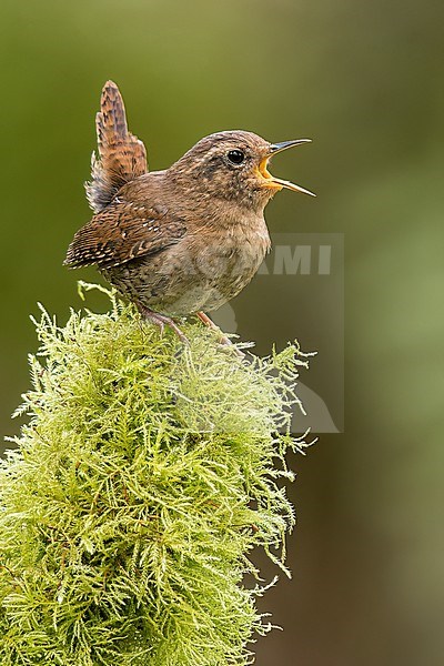 Pacific Wren (Troglodytes pacificus) perched on a branch in Victoria, BC, Canada. stock-image by Agami/Glenn Bartley,