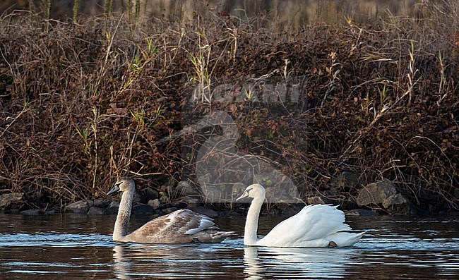 Juvenile/first winter Mute Swans (Cygnus olor). Showing dark/normal morph and white/Polish morph. Swimming in a lake. stock-image by Agami/Edwin Winkel,