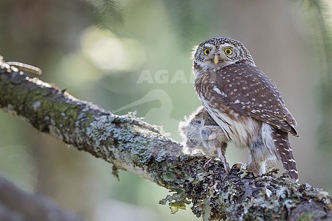 Eurasian Pygmy-Owl - Sperlingskauz - (Glaucidium passerinum ssp. passerinum, Germany, adult, female stock-image by Agami/Ralph Martin,