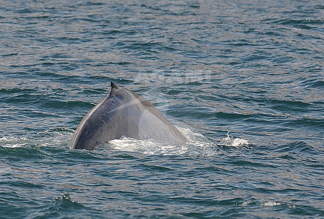 Blue Whale (Balaenoptera musculus) diving under off the north Atlantic coast off Iceland. Showing back and dorsal fin. stock-image by Agami/Laurens Steijn,