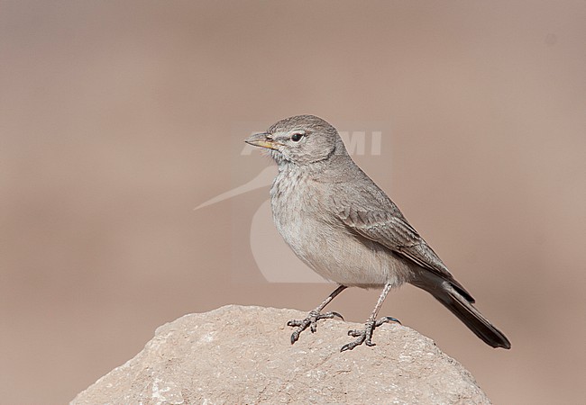 Desert Lark (Ammomanes deserti) at Fars, Iran. stock-image by Agami/Edwin Winkel,