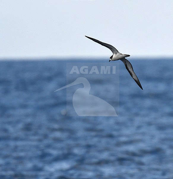 Critically endangered Galapagos Petrel (Pterodroma phaeopygia) at sea between Floreana en Isabela island on the Galapagos islands. stock-image by Agami/Laurens Steijn,