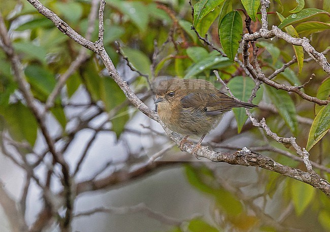 Papuan Scrubwren (Aethomyias papuensis) in West Papua, Indonesia. stock-image by Agami/Pete Morris,