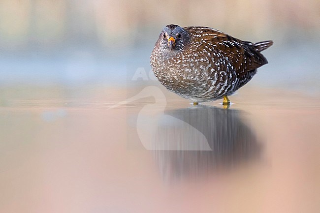 Adult Spotted Crake (Porzana porzana) standing in shallow pink colored water in local marshland in Italy. Watching straight in the camera stock-image by Agami/Daniele Occhiato,