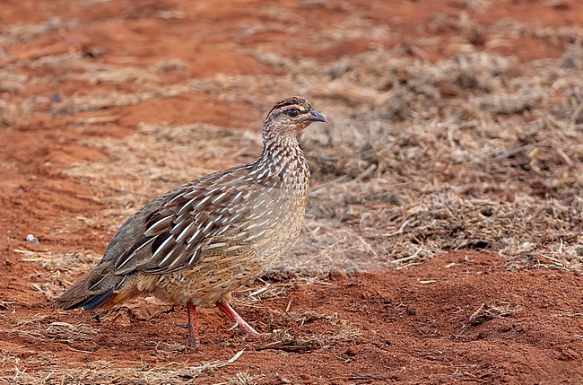Crested Francolin (Ortygornis sephaena) in Tsavo West NP. stock-image by Agami/David Monticelli,