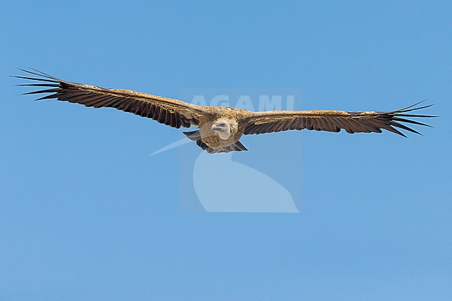 Vale Gier; Griffon Vulture; Gyps fulvus stock-image by Agami/Daniele Occhiato,