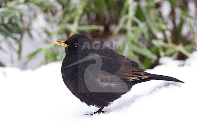 Mannetje Merel in de sneeuw; Male European Blackbird in snow stock-image by Agami/Marc Guyt,
