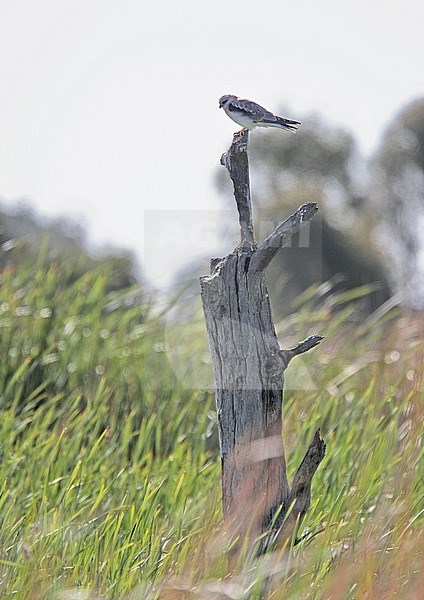 Black-shouldered Kite (Elanus axillaris) immature on a perch stock-image by Agami/Andy & Gill Swash ,