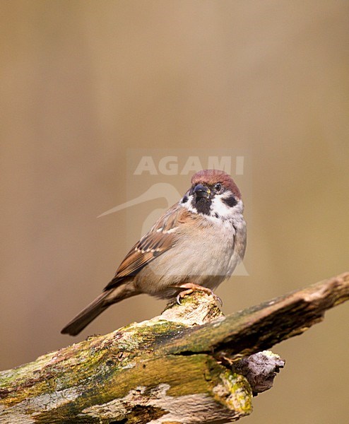 Ringmus, Eurasian Tree Sparrow stock-image by Agami/Roy de Haas,