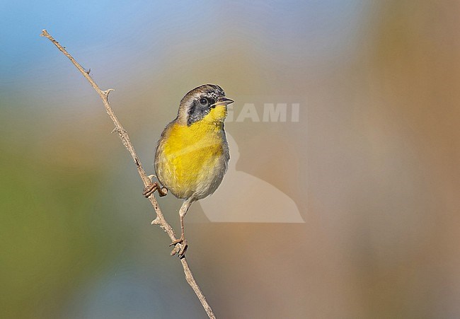 Wintering male Common Yellowthroat (Geothlypis trichas) in Mexico. stock-image by Agami/Pete Morris,