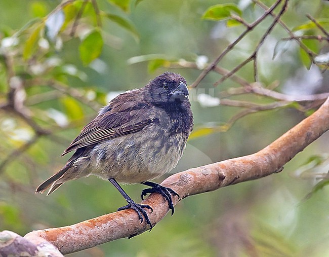 Male Vegetarian Finch (Platyspiza crassirostris) on the Galapagos Islands, part of the Republic of Ecuador. stock-image by Agami/Pete Morris,