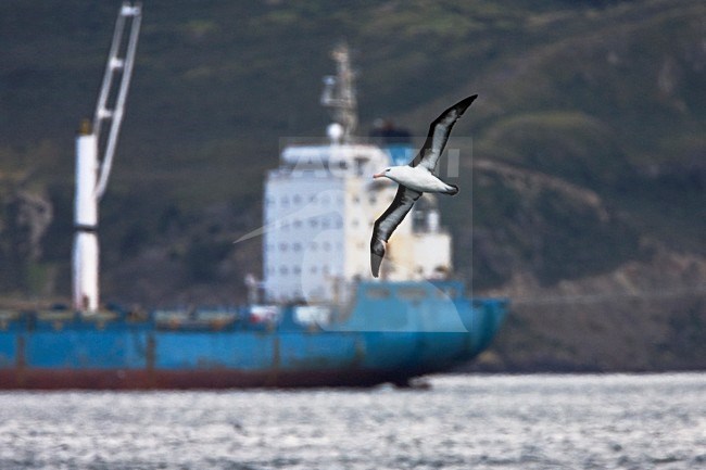 Black-browed Albatross, Wenkbrauwalbatros, Thalassarche melanophrys stock-image by Agami/Marc Guyt,