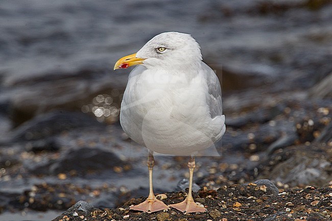 Geelpootmeeuw; Yellow-legged Gull; Larus michahellis stock-image by Agami/Menno van Duijn,