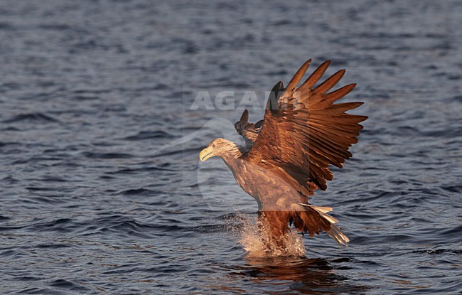 Volwassen Zeearend jagend; Adult White-tailed Eagle hunting stock-image by Agami/Markus Varesvuo,