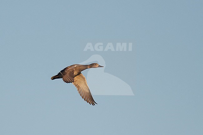 Gadwall - Schnatterente - Anas streperea, Germany, adult male in flight stock-image by Agami/Ralph Martin,