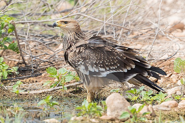 Eastern Imperial Eagle (Aquila heliaca), juvenile standing on the ground stock-image by Agami/Saverio Gatto,