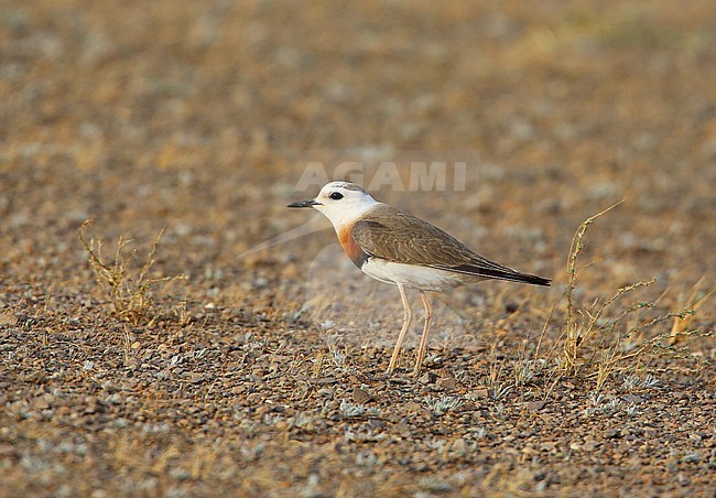 Oriental Plover; 22/05/2013  - Mongolia stock-image by Agami/Aurélien Audevard,