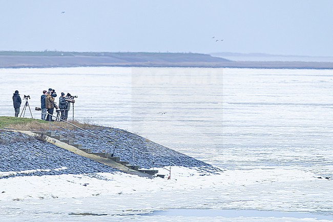 Vogelaars, Bird Watchers, scanning Spectacled Eider frozen wadden sea stock-image by Agami/Menno van Duijn,
