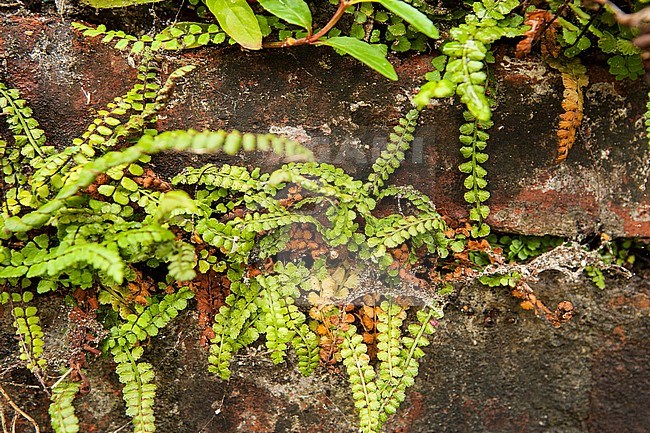 Groensteel, Green Spleenwort, Asplenium viride stock-image by Agami/Wil Leurs,