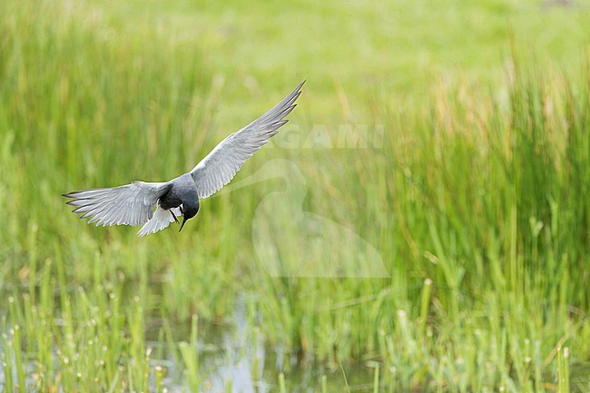 Summer plumaged adult Black Tern, Chlidonias niger, in Groningen, Netherlands. stock-image by Agami/Marc Guyt,