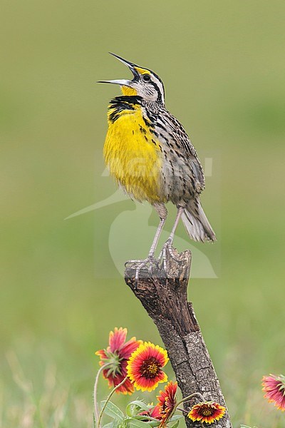 Adult male
Galveston Co., TX
April 2013 stock-image by Agami/Brian E Small,