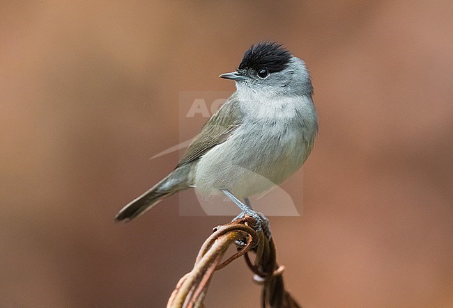 Male Blackcap (Sylvia atricapilla) in Italy. Perched on a twig. stock-image by Agami/Daniele Occhiato,